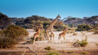 Mein Schiff Südafrika & Namibia   Transafrika & Transozean